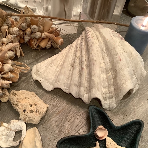 Antique Clam Shell Tridacna Gigas huge collectible unique - Picture 6 of 17